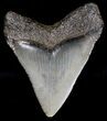 Juvenile Megalodon Tooth - South Carolina #18415-1